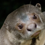Giant-river-otter-2