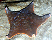 Bat starfish Bat starfish