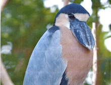 Boat-billed heron Boat-billed heron