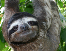 Brown-throated three-toed sloth Brown-throated three-toed sloth