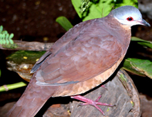 Chiriqui quail-dove Chiriqui quail-dove