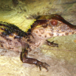 Dwarf Caimans Hatch at The DWA Dwarf Caimans Hatch at The DWA