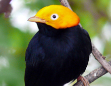 Golden-headed manakin Golden-headed manakin