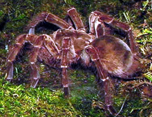 Goliath bird-eating spider Goliath bird-eating spider
