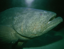 Goliath grouper Goliath grouper