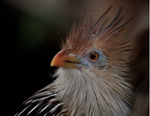 Guira cuckoo Guira cuckoo