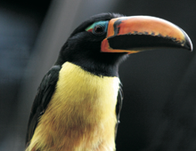 Humboldts-lettered-aracari