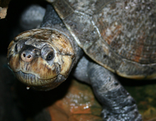 Madagascan-big-headed-turtle