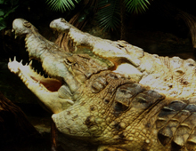 Orinoco crocodile Orinoco crocodile