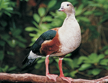 Orinoco-goose