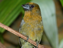 Prong-billed barbet Prong-billed barbet