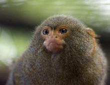 Pygmy-marmoset-2