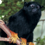 Red-handed-tamarin