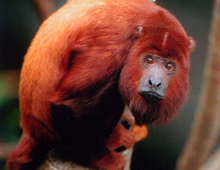 Red howler monkey Red howler monkey