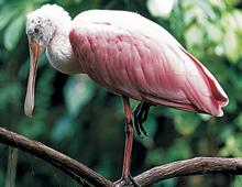 Roseate spoonbill Roseate spoonbill