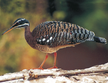 Sunbittern Sunbittern
