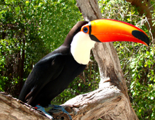 Toco-1