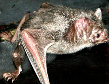 Vampire bat Vampire bat