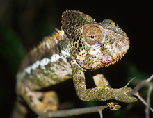Warty-chameleon