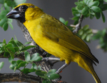 Yellow-green-grosbeak