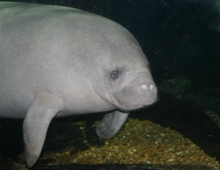 Earth Day 2015 Manatee Release Earth Day 2015 Manatee Release