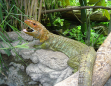Swimming Dragons Invade Orinoco Swimming Dragons Invade Orinoco