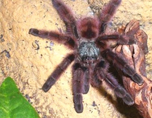 Antilles pink-toed tarantula Antilles pink-toed tarantula