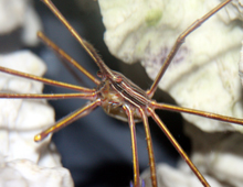 Arrow-crab
