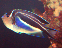 Bellus lyretail angelfish Bellus lyretail angelfish