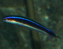 Bluelined hulafish Bluelined hulafish