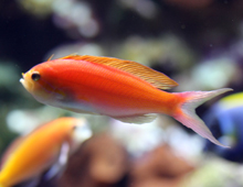 Carberryi anthias Carberryi anthias