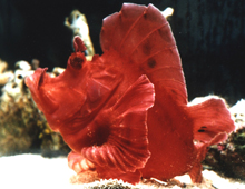 Eschmeyers-scorpionfish