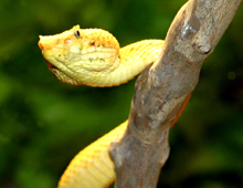 Eyelash-palm-viper2