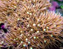 Green star polyp Green star polyp