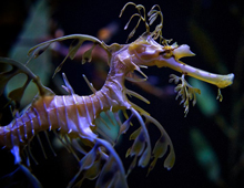 Leafy-seadragon-1