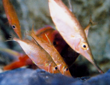 Longspine-snipefish