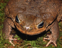 Marine toad Marine toad