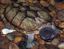 Mexican-Giant-musk-turtle
