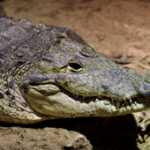 XXIV Latin American Association of Zoological Parks and Aquarium Congress XXIV Latin American Association of Zoological Parks and Aquarium Congress