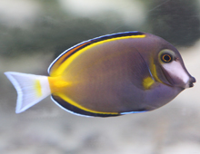 Powder-brown tang Powder-brown tang