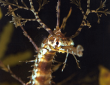 Ribboned seadragon Ribboned seadragon