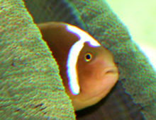 White-capped-clownfish-carpet-anem