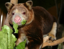 matschie s tree kangaroo