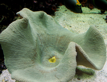 carpet anemone dallas world